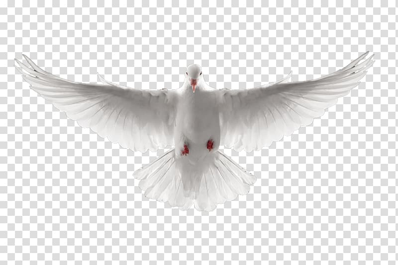 Been white dove PNG | ClipartSky