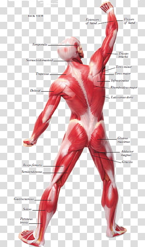 Skeletal muscle Human skeleton Muscular system Human body, Skeleton PNG ...