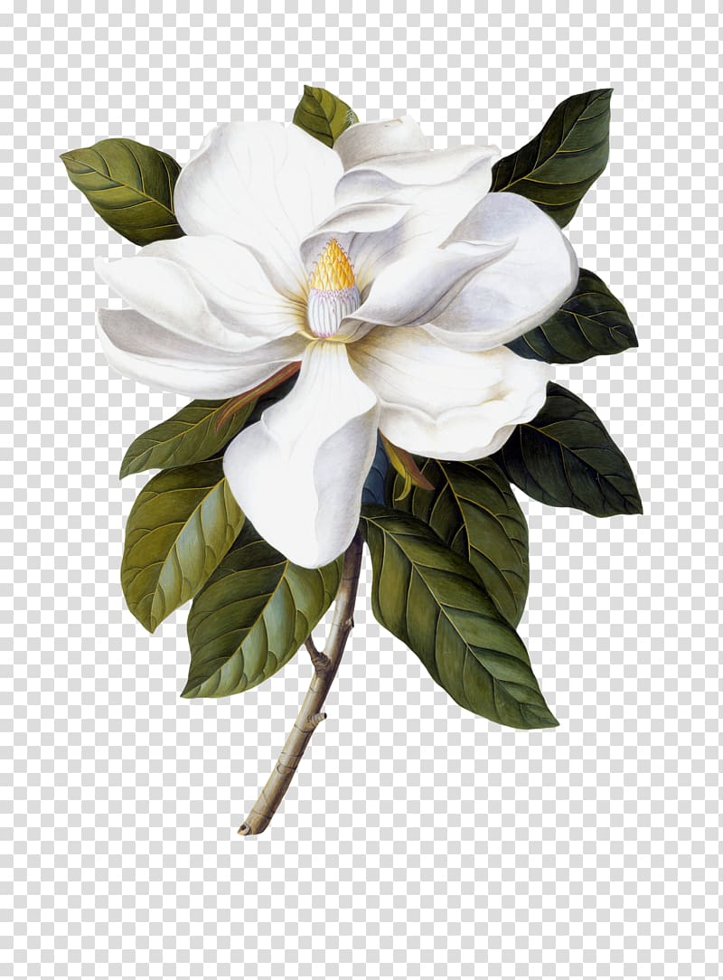 White petaled flower , Southern magnolia Botanical illustration