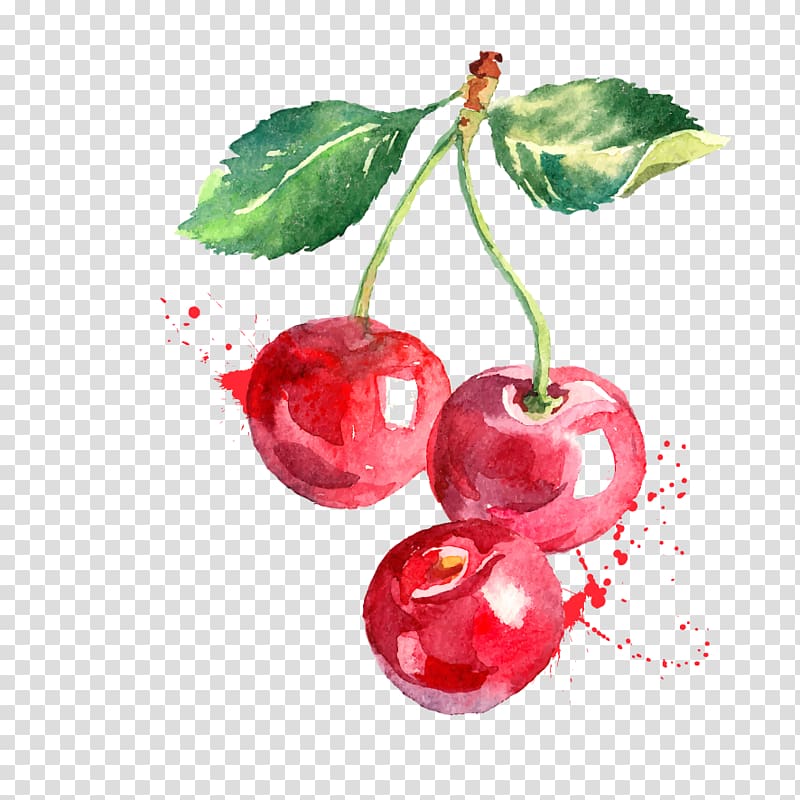 Watercolor painting graphics Cherry Drawing Berry, cherry PNG | ClipartSky