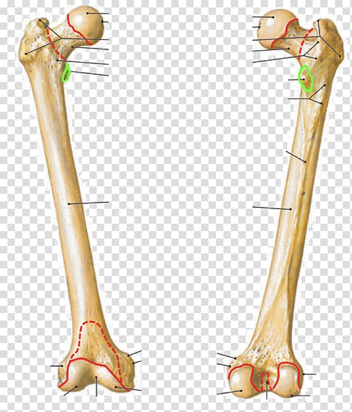 Femur Anatomie